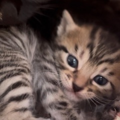 5月1日生まれ 子猫の里親募集(子猫は検討中のため母猫お願いいた...