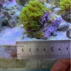 石垣産　メタリックスターポリプの画像