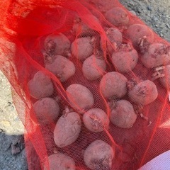 ＜成約しました＞ 種芋　じゃがいも　インカ　他の画像