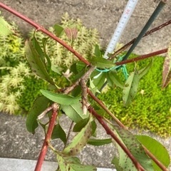 2年目　しだれ源平花ももの苗