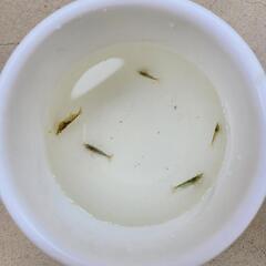 ミナミヌマエビ5匹の画像