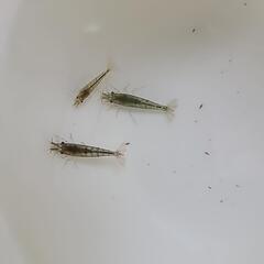 ミナミヌマエビ5匹の画像
