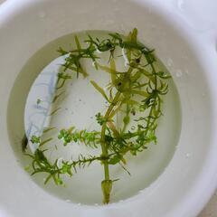 ミナミヌマエビ5匹の画像