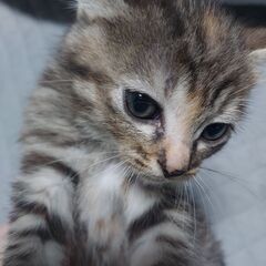 母猫、子猫の里親探しております。 - 猫