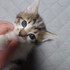 母猫、子猫の里親探しております。 − 愛知県