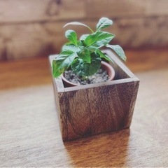 wood cube ＜ダークウォルナット＞ コーヒーの木セット