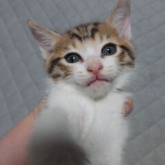 母猫、子猫の里親探しております。 - 一宮市
