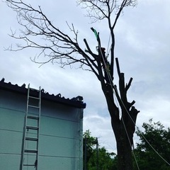 特殊伐採に興味ある方いませんか？