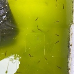 桜錦らんちゅう　1匹　稚魚　赤ちゃん　黒仔　青仔　の画像