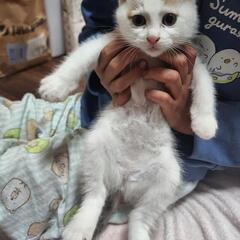 美人な三毛猫の赤ちゃん