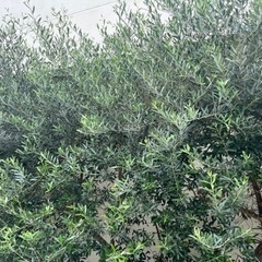 オリーブの切り枝の画像