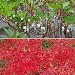 ドウダンツツジの画像