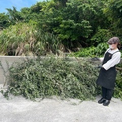 オリーブの切り枝の画像