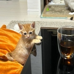 もう直ぐ2ヶ月の男の子🐈