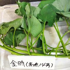 ホクホク金時芋苗　100本　a