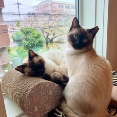 シャム猫mix？　兄妹1歳位　可愛い2匹一緒に