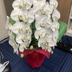 胡蝶蘭