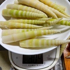 2023年5月28日鶴の湯登山道から乳頭山 採取の根曲竹 缶詰2...