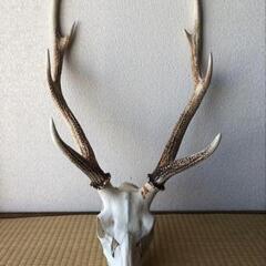 鹿の頭蓋骨譲ってください。