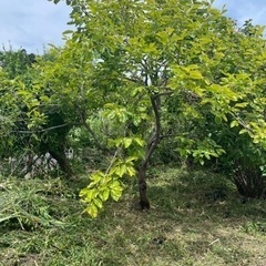 果樹木、色々差し上げますの画像