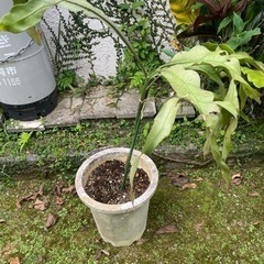月下美人