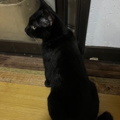 助けてください