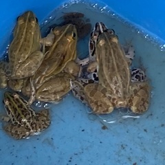 トノサマガエル　カエル　雄雌ペア＋雄　6cm〜　観賞　研究用
