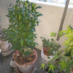 おがたまの鉢植え