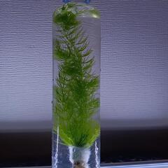 マツモ　水草　アクアリウム　ビオトープ　めだか　シュリンプ　