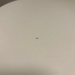 テーブル 60cmの画像