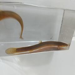天然採取個体、マドジョウ2匹、変異個体、マドジョウロングボデイ型。の画像