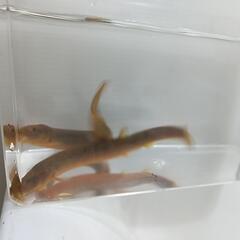 天然採取個体、マドジョウ2匹、変異個体、マドジョウロングボデイ型。
