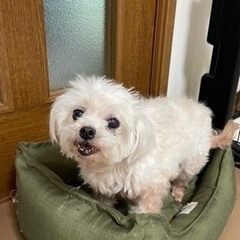 やっと繁殖場から抜け出せたマルチーズの　まるちゃん♡