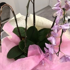 ピンクの胡蝶蘭（決まりました）の画像