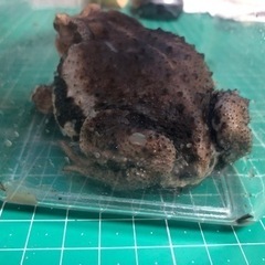 アズマヒキガエルの画像