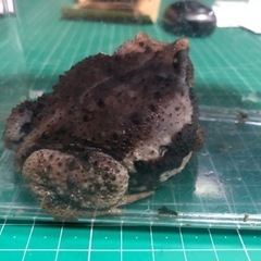 アズマヒキガエルの画像