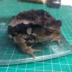 アズマヒキガエル