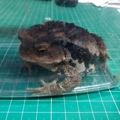 アズマヒキガエルの画像