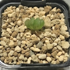 トゥルンカータ 鉢ごと ① ハオルチア オブツーサ カキコ