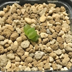 トゥルンカータ 鉢ごと② ハオルチア オブツーサ カキコ