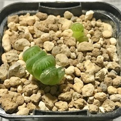 トゥルンカータ 鉢ごと ③ ハオルチア オブツーサ カキコ