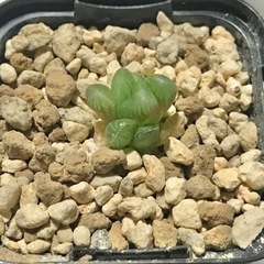 トゥルンカータ 鉢ごと ④ ハオルチア オブツーサ カキコ