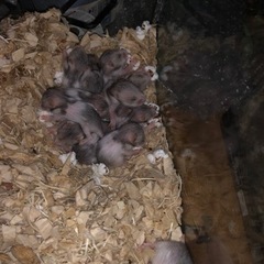ゴールデンハムスターの赤ちゃん 15匹