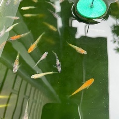 極上三色ラメメダカ　幼魚の画像