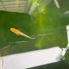 極上三色ラメメダカ　幼魚の画像