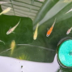 極上三色ラメメダカ　幼魚の画像