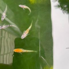 極上三色ラメメダカ　幼魚の画像