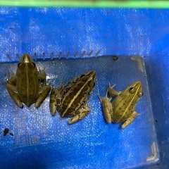 トノサマガエル　カエル　雄雌ペア＋雄　6cm〜　観賞　研究用の画像