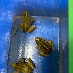 トノサマガエル　カエル　雄雌ペア＋雄　6cm〜　観賞　研究用の画像