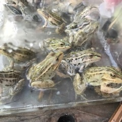 トノサマガエル　カエル3匹　4cm〜　観賞.研究用